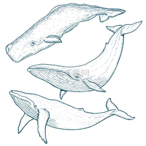 鲸鱼设置驼背鲸蓝鲸抹香鲸素材图片免费下载-千库网