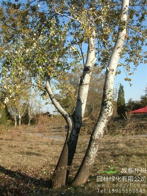 秋天的白杨树,树木,植物花草,摄影,汇图网www.huitu.com