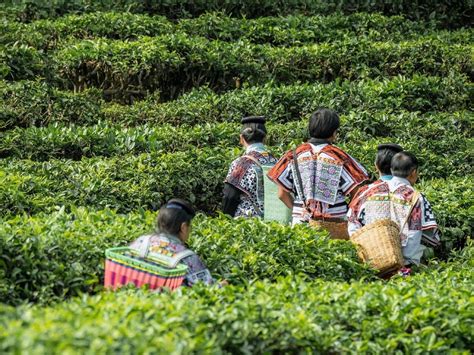 搭建茶叶交易市场 加快茶叶产业发展