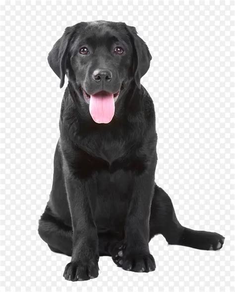 纯种拉布拉多犬幼犬狗狗出售 宠物拉布拉多犬可支付宝交易 拉布拉多犬 /编号10102104 - 宝贝它