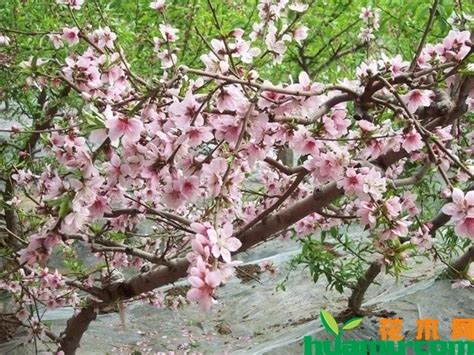 家里种了桃树怎么移除 —【发财农业网】