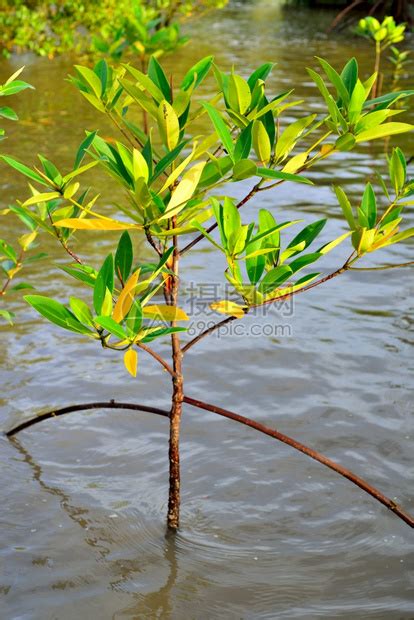 环境学院与厦门筼筜湖保护中心开展红树补种活动
