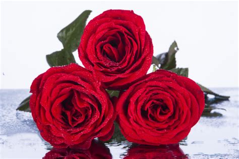 三朵玫瑰花代表什么意思 女人送三朵玫瑰花是什么意思_婚庆知识_婚庆百科_齐家网