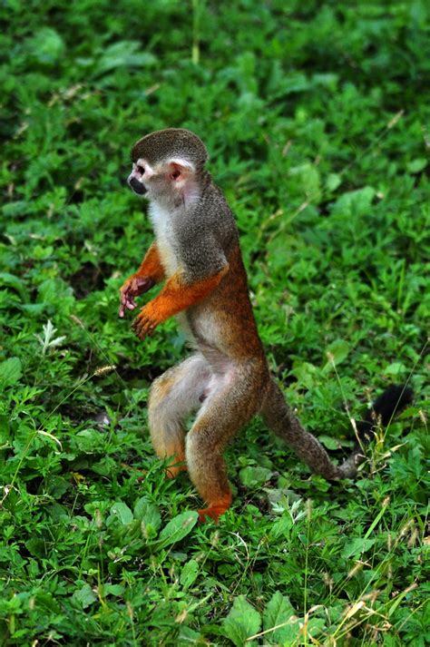 【动物世界——松鼠猴摄影图片】上海动物园生态摄影_老色廊摄影博客_太平洋电脑网摄影部落