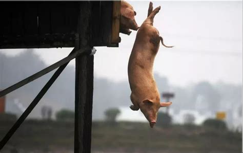 日屠宰量下滑30％！7月猪价反弹消耗了2023年市场的空间，猪价将呈何种走势？-河北畜牧网|畜牧业信息分享平台