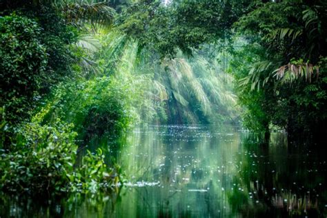 在巴西的亚马逊雨林高清图片下载-正版图片507411018-摄图网