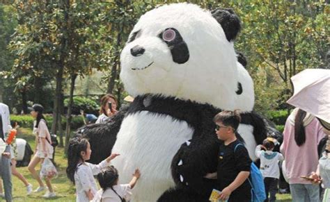 中国动物保护成果野生动物野象大熊猫选编视频素材_ID:VCG2216239589-VCG.COM