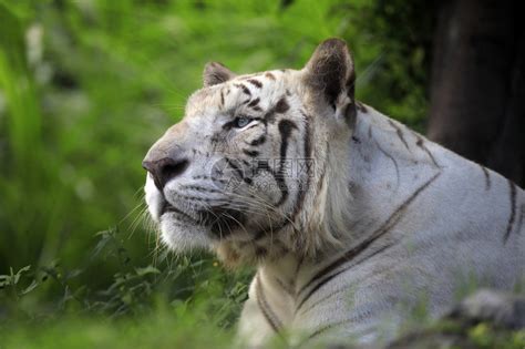白色背景上隔离的白色老虎肖像高清图片下载-正版图片300026338-摄图网