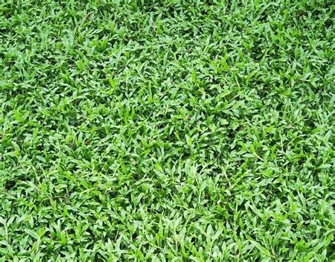 [大叶油草坪]大叶油草种植后多久成坪 - 惠州茂沁绿化草业有限公司