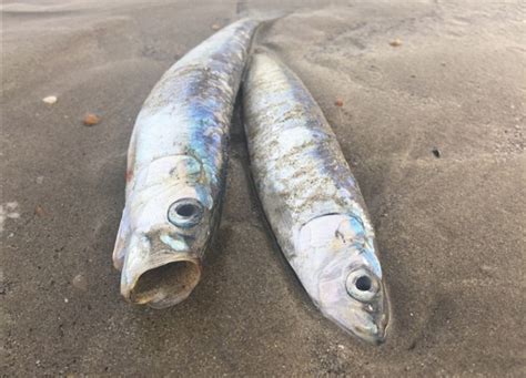 英国海滩再现数千死鱼 系本月第二次-新闻中心-温州网