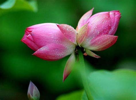 双生花的花语是什么?双生花的寓意和象征-花卉百科-中国花木网