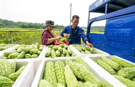 江西新余：订单苦瓜“甜”农家-人民图片网