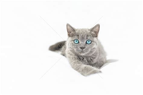 可爱的蓝眼白猫