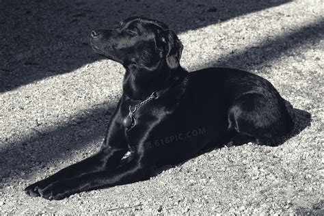拉布拉多犬图片_黑色背景下的叼着粉色棒球的黑色的拉布拉多犬素材_高清图片_摄影照片_寻图免费打包下载