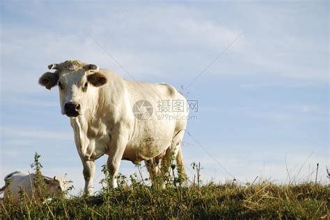 站在牧场上的白牛高清图片下载-正版图片507063213-摄图网