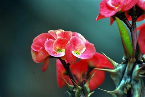 刺红花和无刺红花区别,有刺红花,红花种植亩产量及效益_大山谷图库