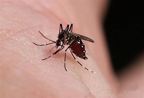 那种蚊子咬过留下的老疤，怎么才能去除，有的有好几年了？__凤凰网