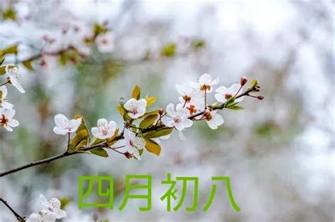 “浴佛节”为每年的农历四月初八_坛城法讯_首家互联网+药师坛城