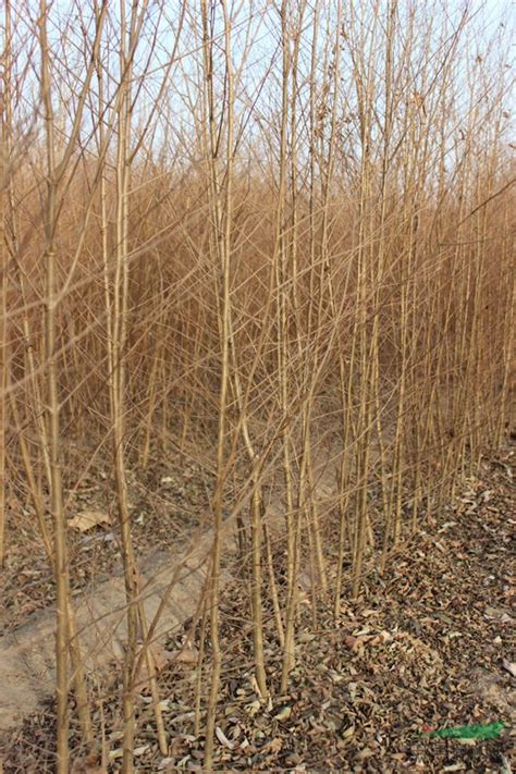 预测市场发展动向，开展苗木攻坚战-种植技术-中国花木网