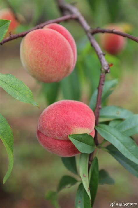 6月份成熟的几个桃品种 - 桃子 果业通网