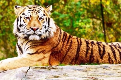 上山虎和下山虎的意思是什么 不同的虎有哪些寓意