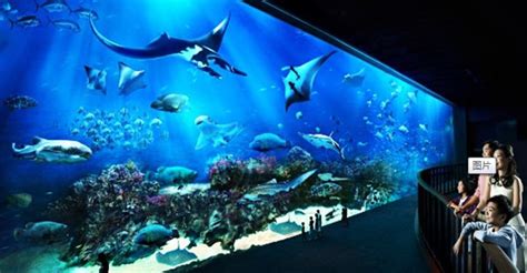 国内十大值得一去的海洋馆 北京海洋馆上榜,第一位于广东(3)_排行榜123网