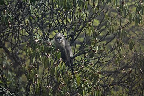 仅剩200只成熟个体：贵州独有的黔金丝猴，已经极度濒危了__财经头条