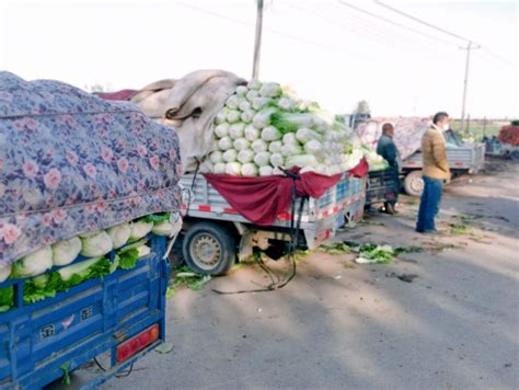 罗平县：开展蔬菜、水果抽样检测 把好农产品质量安全关_云南省农业农村厅