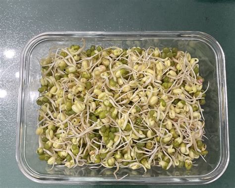 【自己生的绿豆芽的做法步骤图，怎么做好吃】我燕子_下厨房