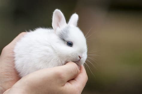 怎么样才能养好一只小兔子？ - 知乎