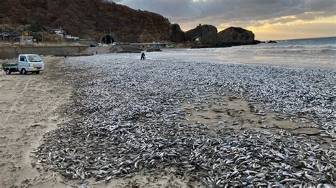 日本福岛核辐射物质仍在渗透,福岛海域鱼类受污染严重 - 广州极端科技有限公司