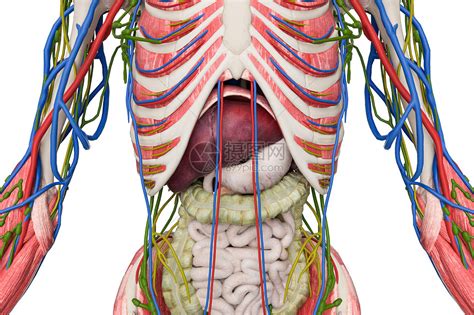 人体内脏结构特写图片素材-正版创意图片401795394-摄图网