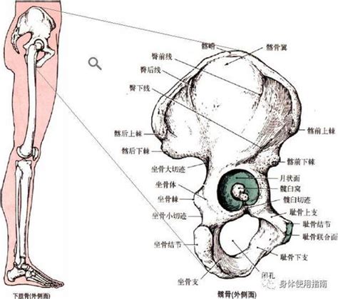 坐骨棘位置示意图图片