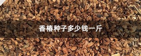 香椿树种子多少钱一斤-花木行情-中国花木网