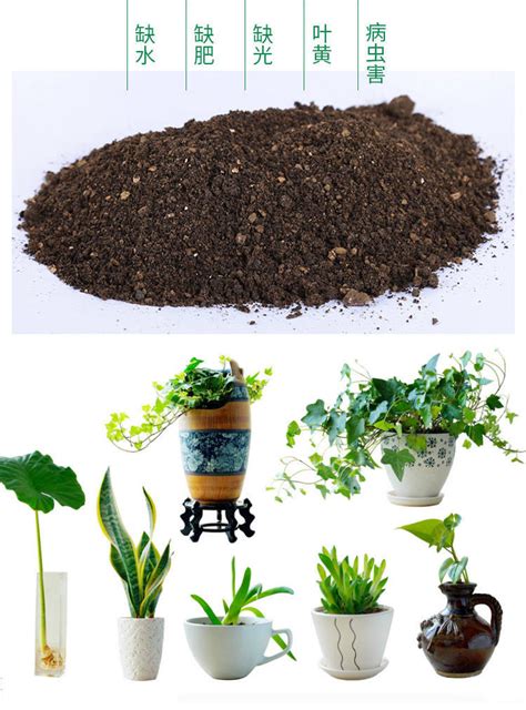 自制养花营养土，常用6种材料，养分充足，养花长得旺