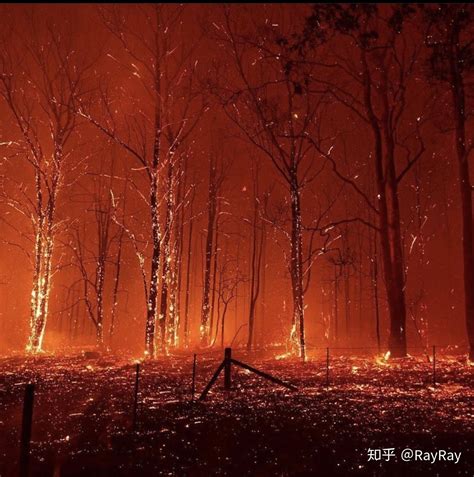 澳洲：高温天气引发林火 - 2015年1月3日, 俄罗斯卫星通讯社