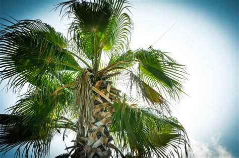 蓝色阳光下的棕榈树顶高清图片下载-正版图片505919051-摄图网