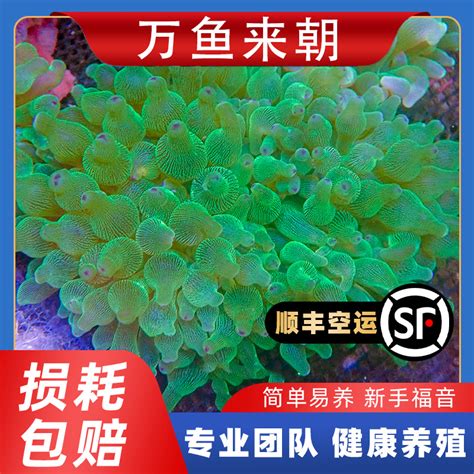 海洋活体宠物奶嘴海葵小丑鱼共生海葵荧光绿奶嘴珊瑚海水生物地毯-淘宝网