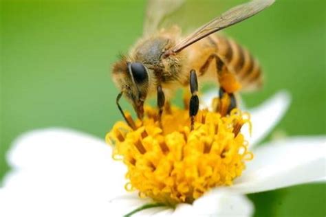 蜜蜂的生活习性和特征 - 蜜蜂知识 - 酷蜜蜂