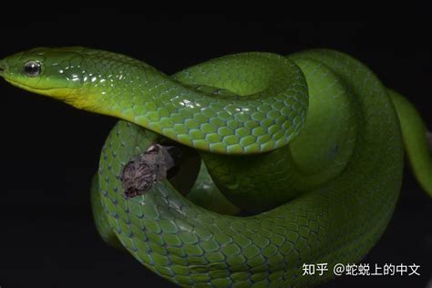 什么品种的蛇可以在家养（10种适合新手饲养的宠物蛇） - 胖萌舍宠物网