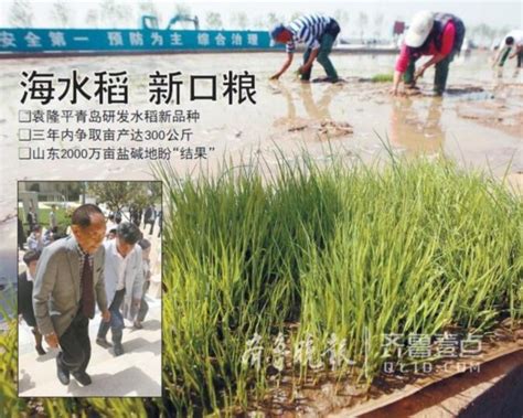 海水里也能产稻米？袁隆平青岛种海水稻，三年能推广-新闻中心-东营网