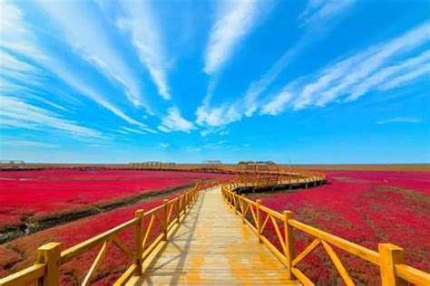 2022盘锦红海滩最佳观赏时间是几月 盘锦红海滩一日游攻略_旅泊网