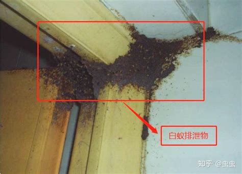 2020上海市白蚁防治企业一览表 - 上海本地宝