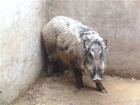 野猪养殖过程中驯化技术，小野猪相对容易驯化 - 农敢网