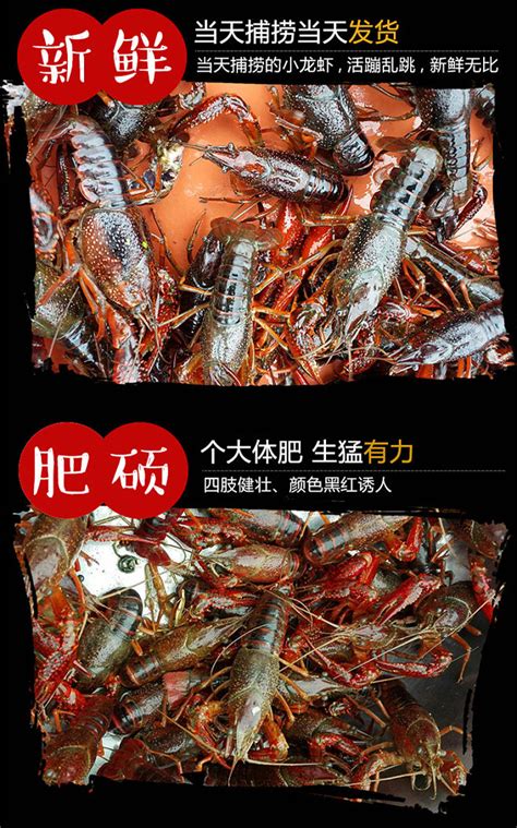 潜江小龙虾鲜活 活体清水养殖新鲜的海鲜水产红活虾批 发567钱3斤-淘宝网