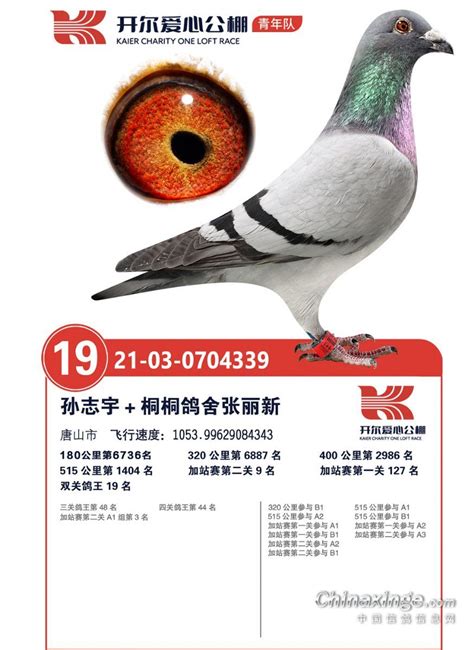 开尔国际赛鸽爱心公棚（青年队）图片查看-中国信鸽信息网各地公棚