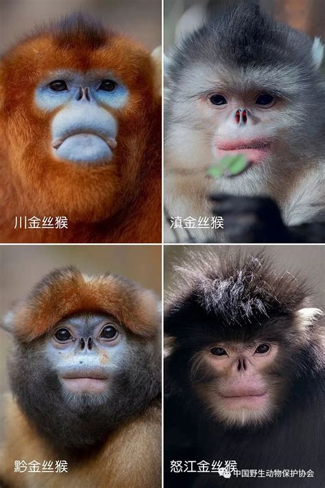 野生世界丨一图看清中国的四种金丝猴长什么样_物种