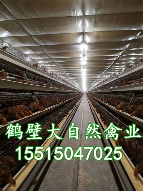 60天罗曼粉青年鸡价位青年蛋鸡苗体重0.7kg 河南鹤壁 河南大自然禽业-食品商务网