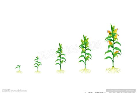 玉米生长过程图片