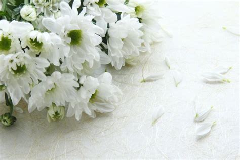 13朵白色菊花，缅怀故人 - 六朵花